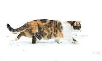 迈步如猫行